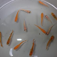 メダカ　楊貴妃＋パンダ＋金鱗龍　1000円