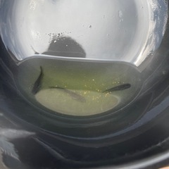 メダカ　交換しませんか？めだか販売も可の画像