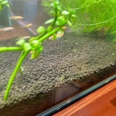 ミナミヌマエビの画像
