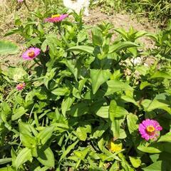 ジニア（和名百日草）の苗  切り花の画像