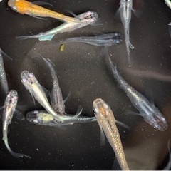 ✨ミックスめだか20匹