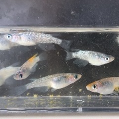 ✨ミックスめだか20匹の画像