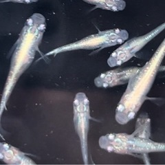 ✨ ミックスめだか10匹の画像