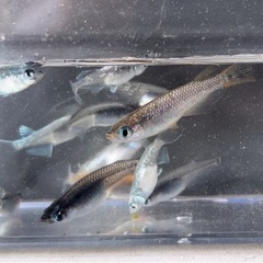 ✨ ミックスめだか10匹の画像