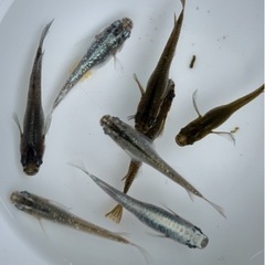 ✨ ミックスめだか10匹の画像