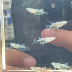 azumaめだか直系レーヴswの画像