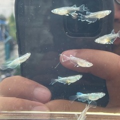 azumaめだか直系レーヴswの画像