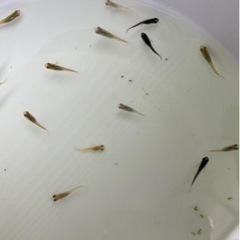 メダカ　ミックス稚魚　15匹の画像