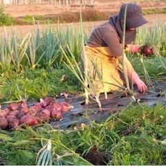 軽井沢で無農薬野菜作りを手伝って！