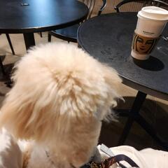 犬仲間さん探してます！ - 友達