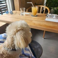 犬仲間さん探してます！ - 名古屋市