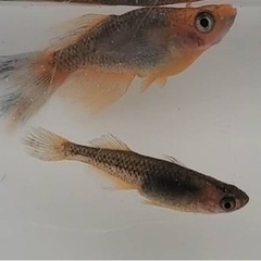 終了しました。の画像