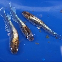 終了しました。