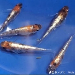 終了しました。の画像