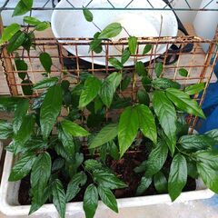 植物【ピパーツ】苗の画像
