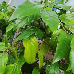 植物【ピパーツ】苗の画像