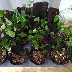 植物【ピパーツ】苗の画像