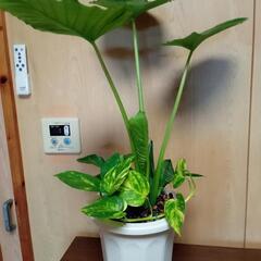 寄せ植えＡ8