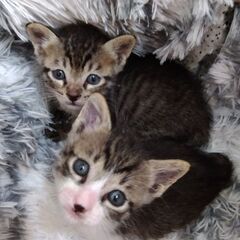 生後1か月弱　キジ白男の子　里親さん募集します🐈