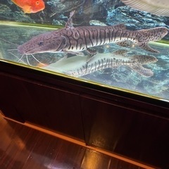 タイガーシャベルノーズ
