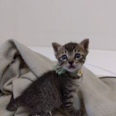 生後1か月弱　キジトラ男の子　里親さん募集します🐈