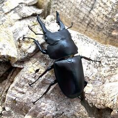 セリコルニスノコギリクワガタ ♂♀ペアの画像