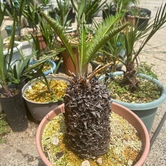 金環蘇轍🌴