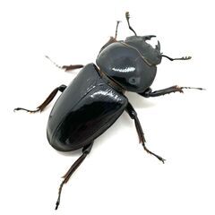 インドグランディスオオクワガタ ♀単品