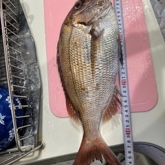 2馬力ゴムボートメンバー募集