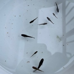 マタカタイ　稚魚10匹　五色系　めだか　メダカ　