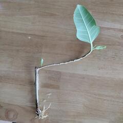 観葉植物　ゴムの木　フィカス　アルテシマ