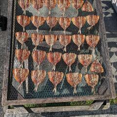 天日干　昔ながらの手造りひもの - 地元のお店