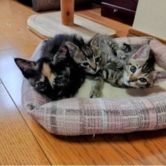 変わり柄の可愛いおっとり系さびねこさん♡(仮決定) - 大阪市