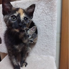 変わり柄の可愛いおっとり系さびねこさん♡(仮決定)