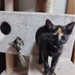 変わり柄の可愛いおっとり系さびねこさん♡(仮決定) - 猫