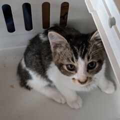 (２匹無事に決まりました)保護猫飼育経験ある方でお願いします
