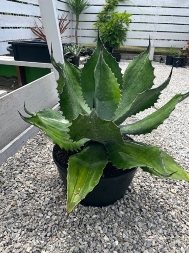 クレイジーホース