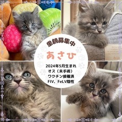 グレー長毛　子猫