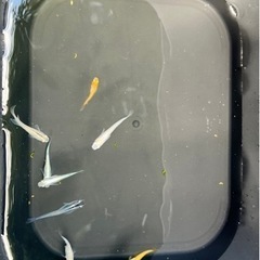 メダカのビオトープ。メダカの居る暮らししてみませんか？の画像