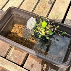 メダカのビオトープ。メダカの居る暮らししてみませんか？