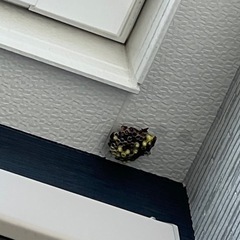 【蜂の巣駆除】小野田市　まだ小さいうちに