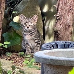 2ヶ月くらいのキジトラ🐱黒猫🐈‍⬛縞グレー🐱5匹里親募集♡