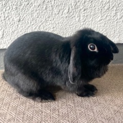 ウサギ（ホーランドロップ4歳の女の子）