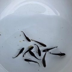 サタンメダカ黄ヒレ5匹の画像