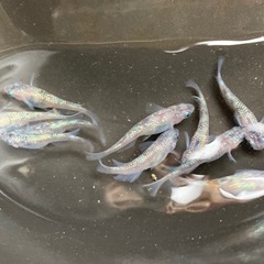 月華メダカ　15匹の画像