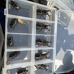 完売致しました。ありがとうございました。ノコギリクワガタ大型水牛...