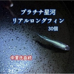 プラチナ星河リアルロングフィン