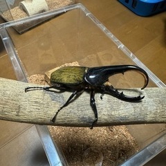 ヘラクレスオオカブト　ペア②