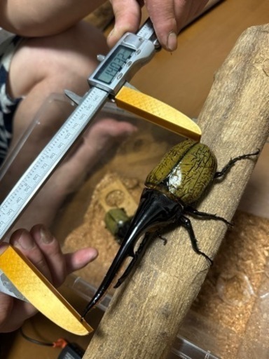 ヘラクレスオオカブト　ペア　カブトムシ③