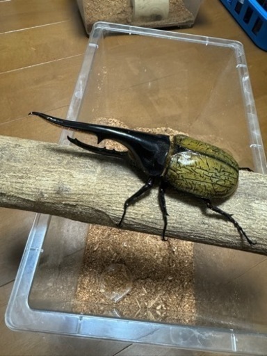 ヘラクレスオオカブト　ペア　カブトムシ③